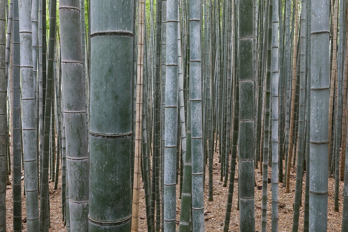 A bamboo grove with many thick, jointed bamboo stems standing straight
