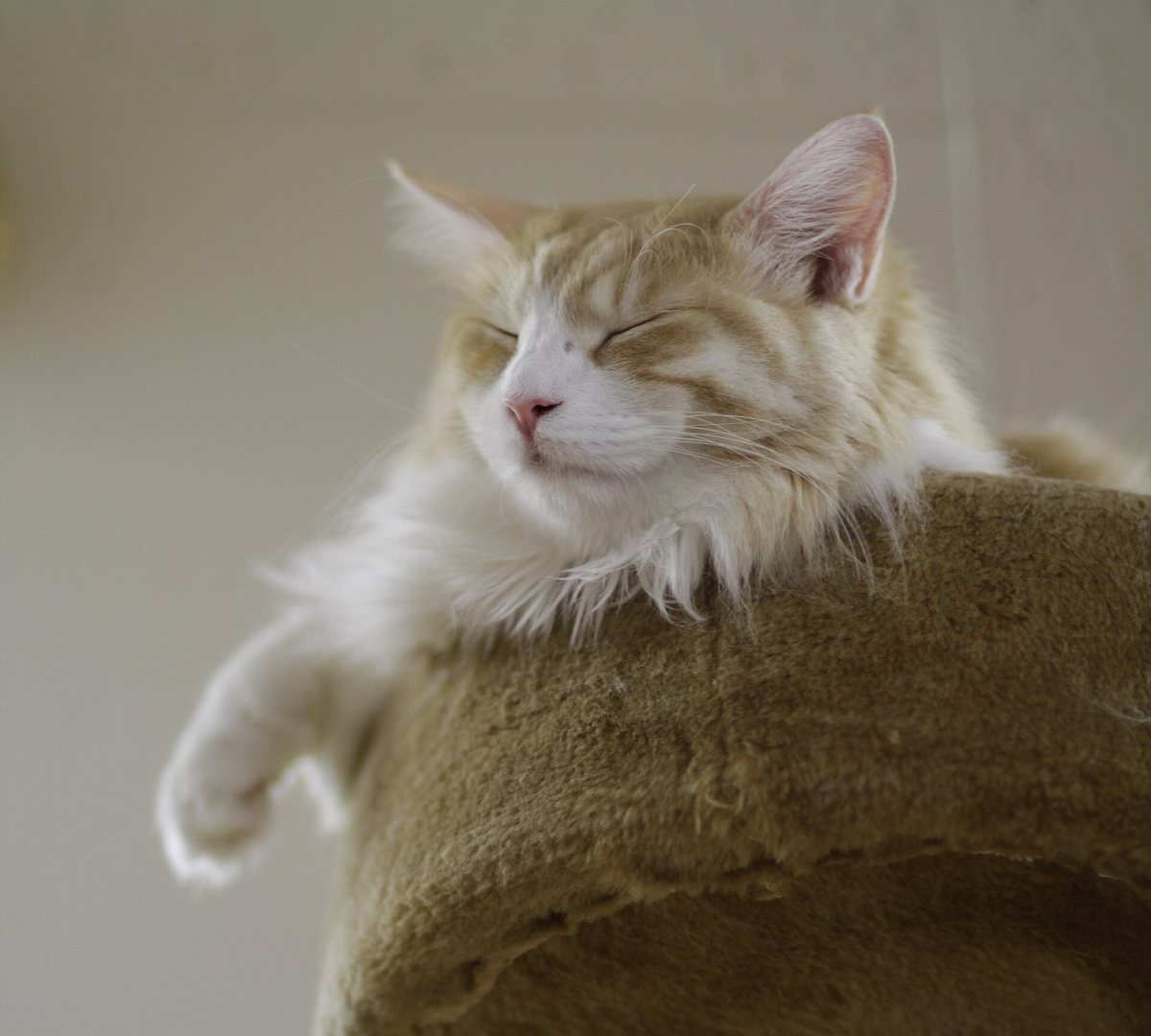 A cat relaxing at the top of a cat tree
