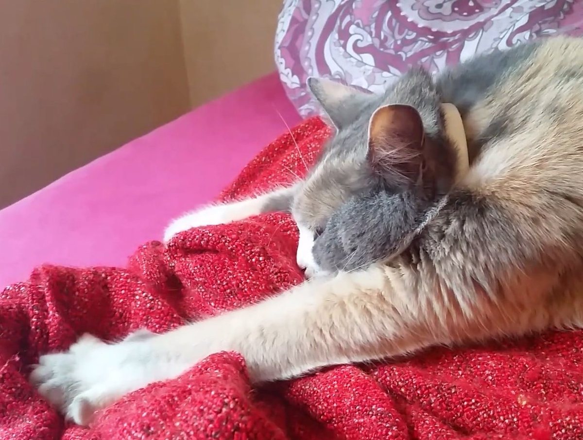 赤い毛布の上で前足を伸ばし、毛布に顔をうずめる猫