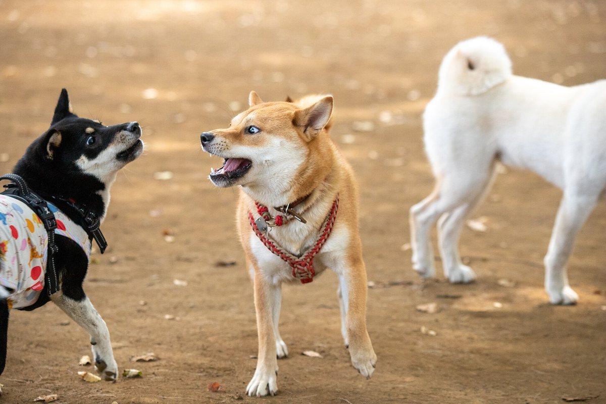 ドッグランで、ほかの犬に向かって吠える柴犬