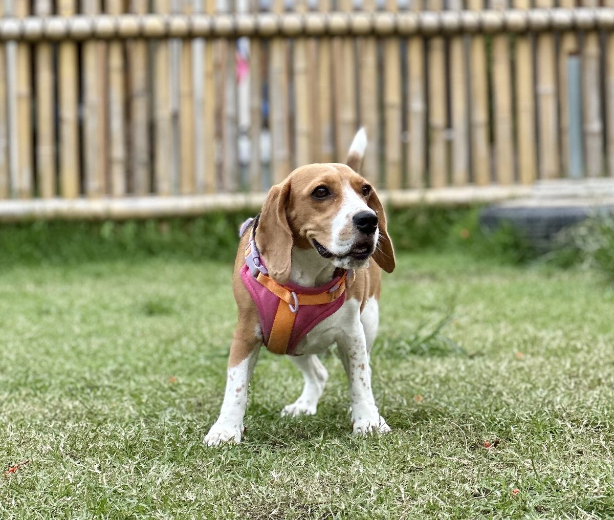 A beagle standing on a lawn with its tail held up