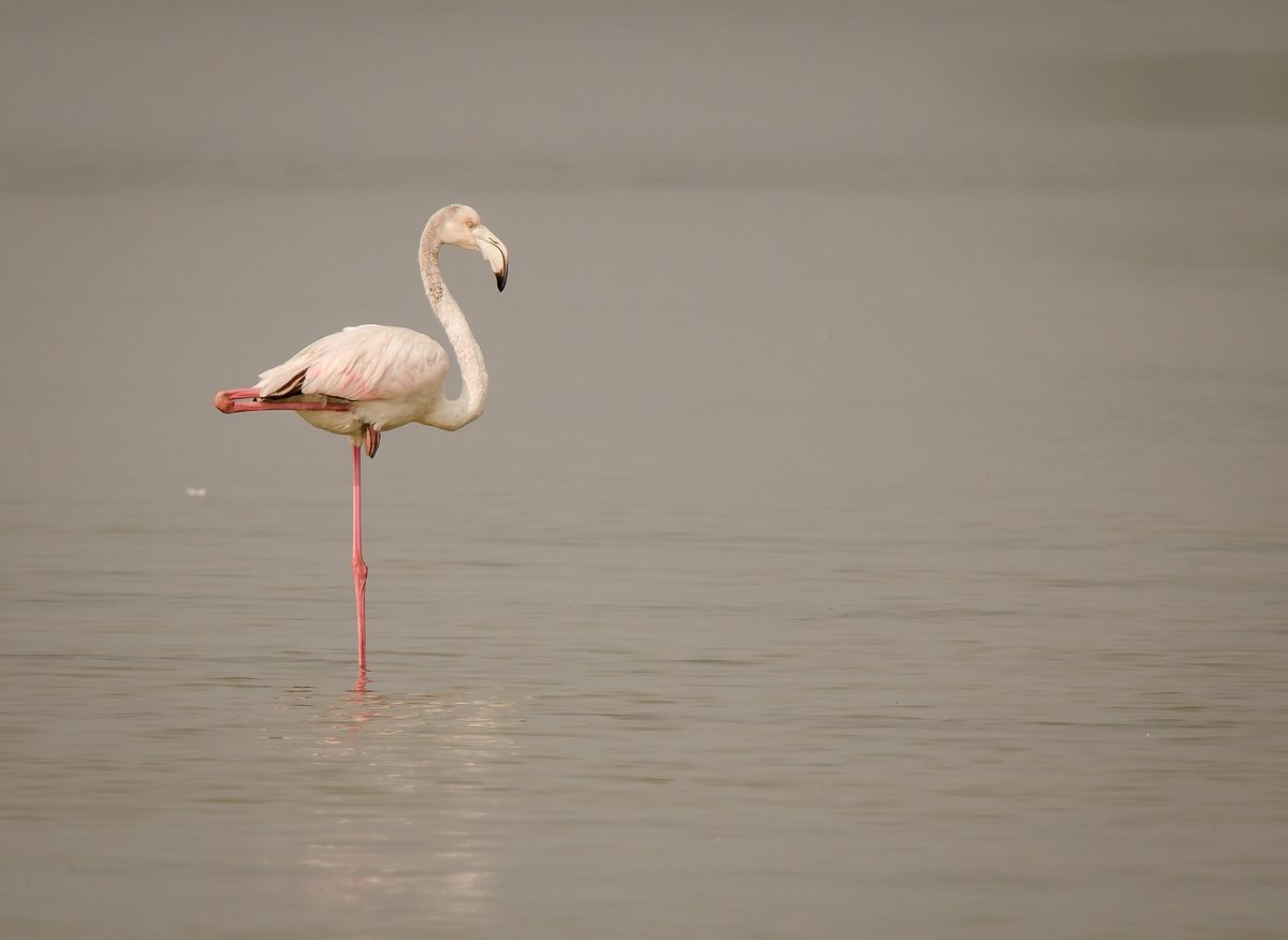A greater flamingo standing on one leg in shallow water