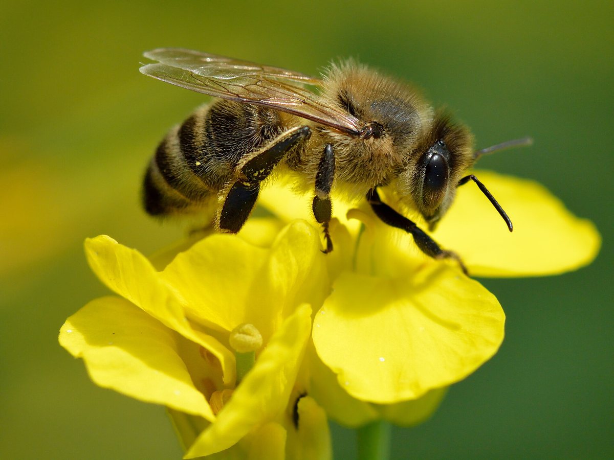 黄色い菜の花にとまって、みつを集めるミツバチ