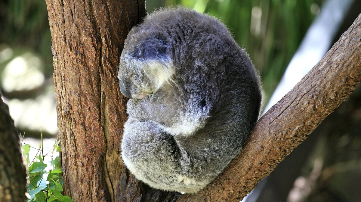 木の枝の分かれ目で丸くなって眠るコアラ