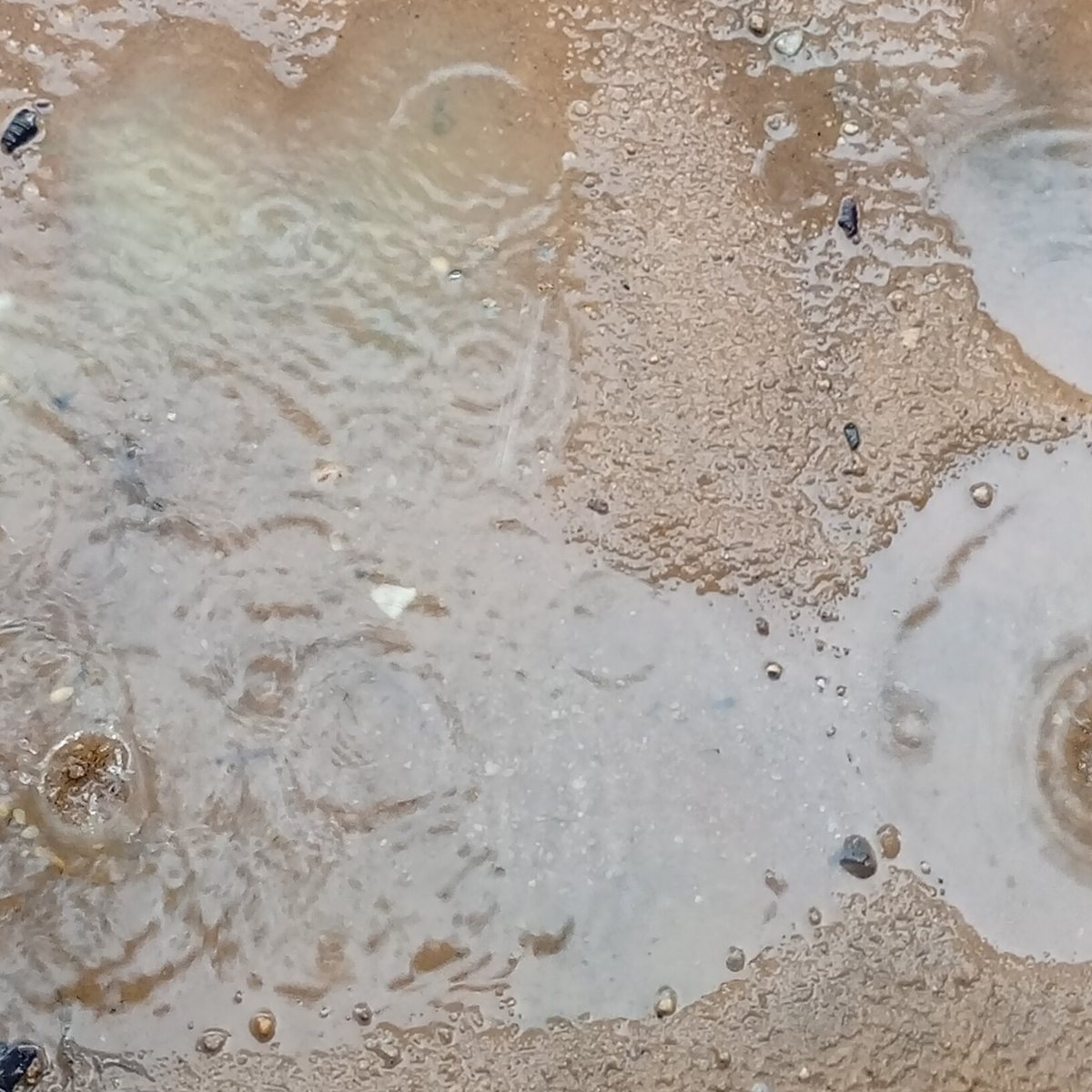 土の地面にできた水たまりに雨粒が落ちて広がる波紋