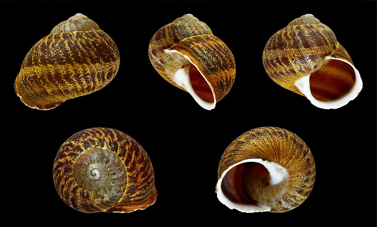 ヨーロッパ原産のカタツムリの殻を5つの向きから写した写真。てっぺんの小さな巻きと、白い殻の入り口が見える