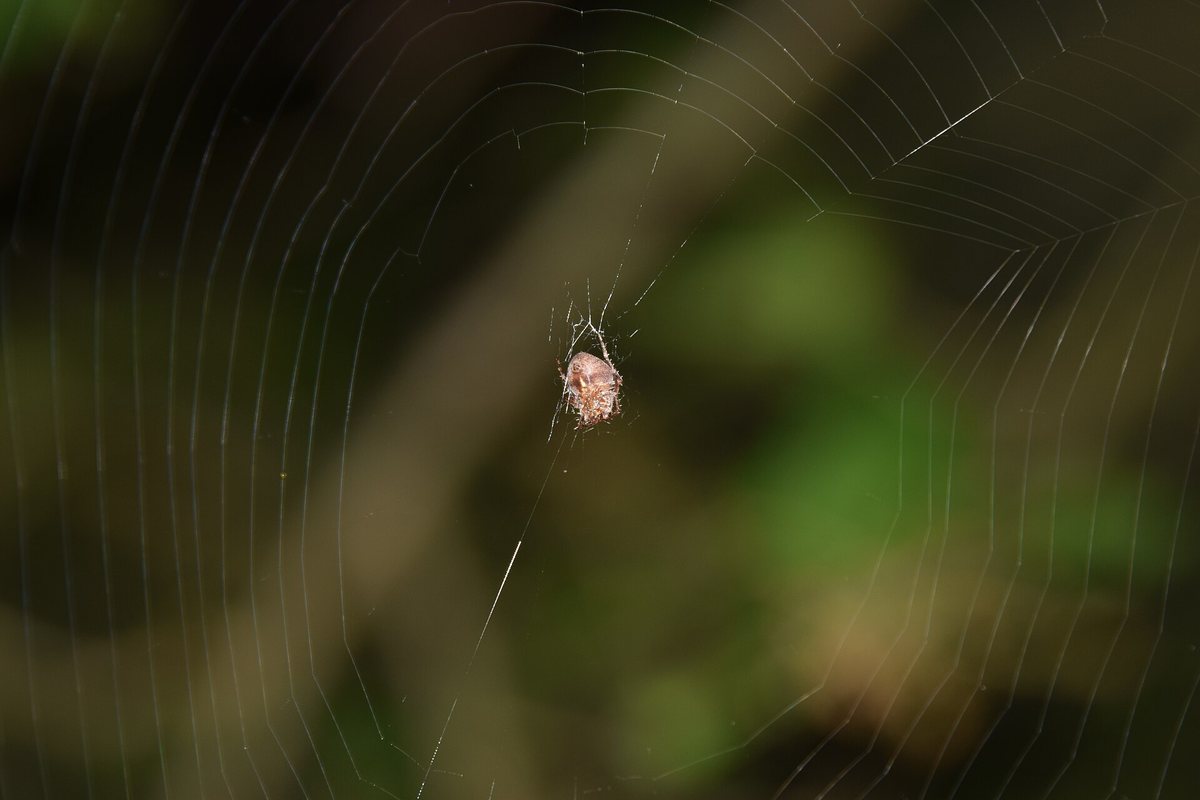 A small spider resting at the center of a round web, with radial threads running out from the center and spiral threads visible