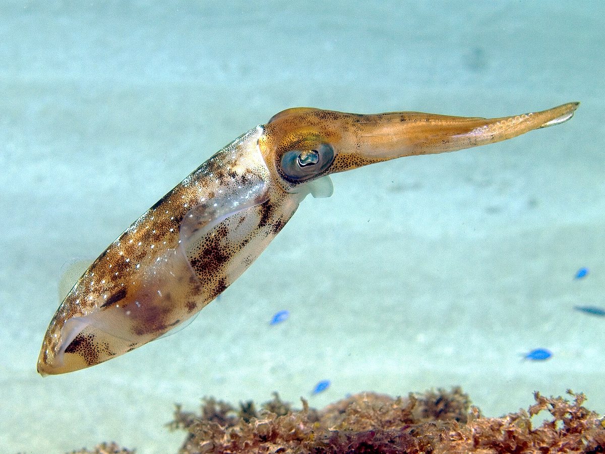 Un calamar de arrecife del Caribe nadando en el mar